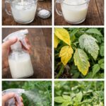 La Defensa Natural para tu Jardín: Mantén las Hojas Verdes y Saludables