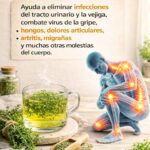 Tener Esta Planta en Tu Patio: Más Valiosa que Encontrar Dinero