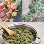 La Euphorbia Hirta: Un Tesoro Natural de la Medicina Herbal