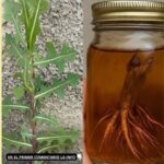 Descubre los Beneficios Ocultos de la Raíz de Lechuga Silvestre