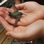¿Qué Significa la Llegada de un Colibrí a Tu Hogar? | Salud y Bienestar