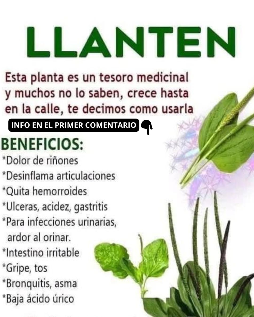 Llantén, una planta con cualidades medicinales