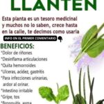 Llanten: El Tesoro Medicinal que No Conocías