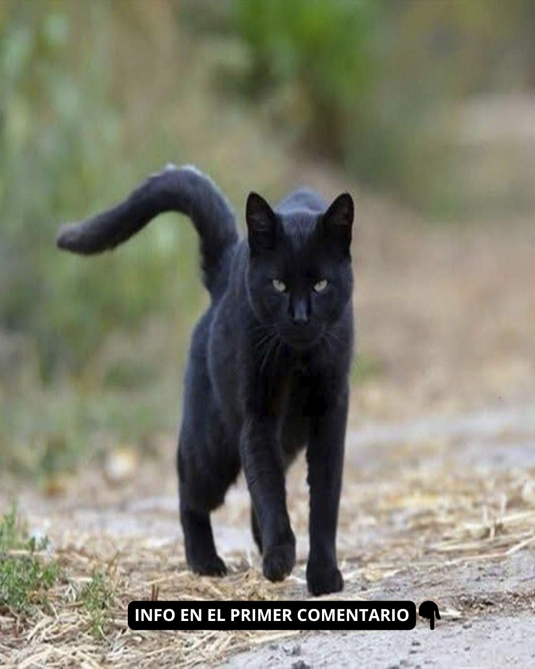 Gato Negro caminando