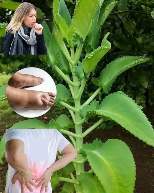 Kalanchoe y sus propiedades medicinales