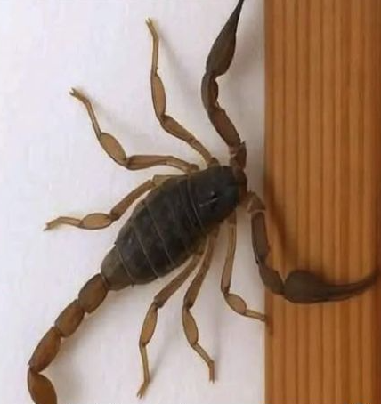 Escorpión en la pared
