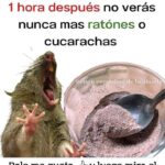 Elimina Ratones y Cucarachas: Remedio Casero Eficaz