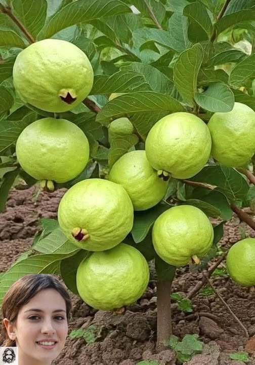 Árbol de guayaba y frutas