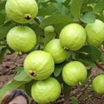 Descubre el Tesoro de la Guayaba: Beneficios y Recetas