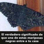 El Significado de la Visita de una Mariposa Negra a Tu Hogar