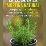 Romero: La Morfina Natural para Aliviar Dolores Musculares y Articulares