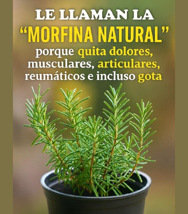 Romero: La Morfina Natural