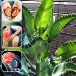 La Hoja Milagrosa: Beneficios del Kalanchoe para Tu Salud