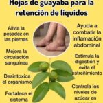 Té de Hojas de Guayaba: Un Remedio Natural para la Retención de Líquidos y Más
