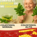 ¡Milagro Natural! Ocho Hojas que Controlan la Diabetes, el Colesterol y la Grasa Abdominal