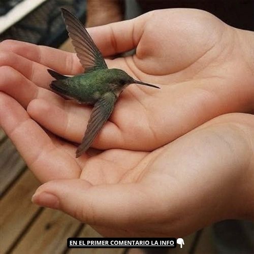 Colibrí en manos