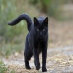 El Misterioso Encanto de los Gatos Negros: ¿Qué Significa Su Aproximación?