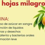 Las Hojas Milagrosas: Infusión Natural para la Salud