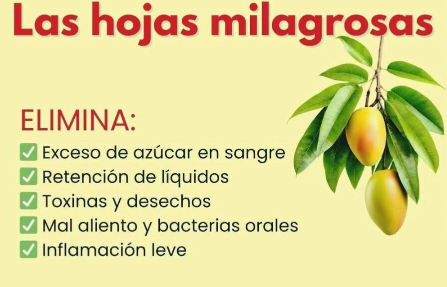 Las Hojas Milagrosas