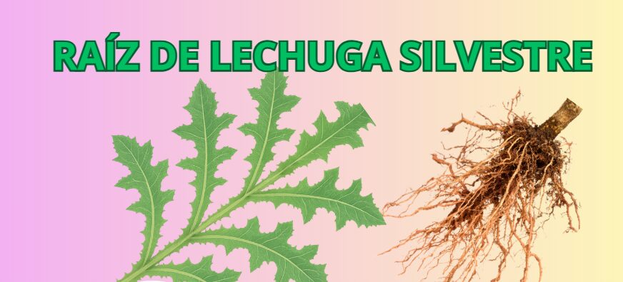 Raíz de lechuga silvestre